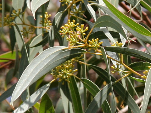 Eucalyptus mannifera