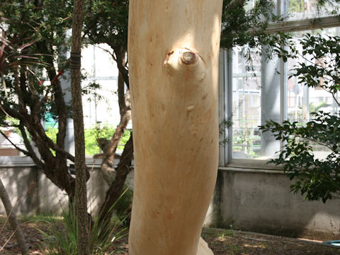 Eucalyptus mannifera