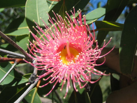 Eucalyptus cv. Orange Splendour