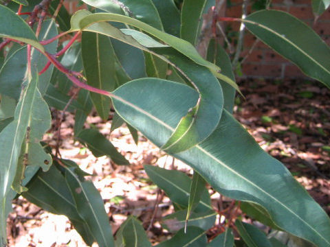 Eucalyptus planchoniana