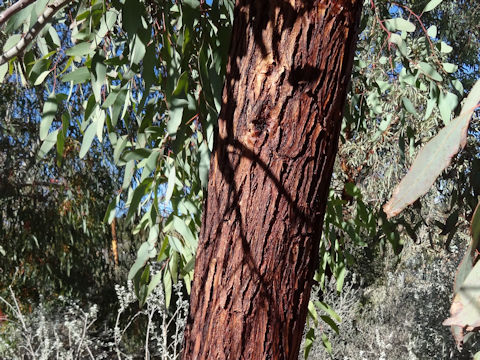 Eucalyptus cv. Summer Red