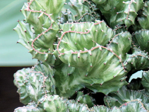 Euphorbia lactea cv. Cristata