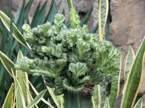 Euphorbia lactea cv. Cristata