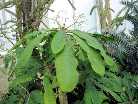 Euphorbia perrieri var. elongata