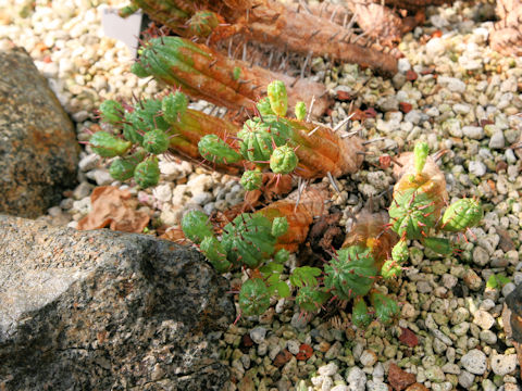 Euphorbia ferox