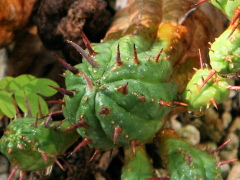 Euphorbia ferox