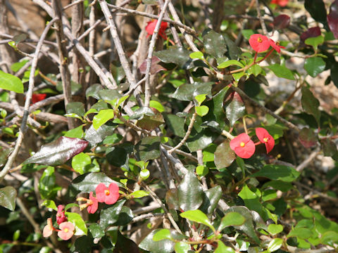 Euphorbia geroldii