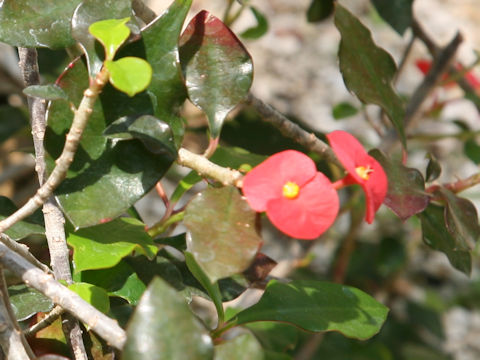 Euphorbia geroldii