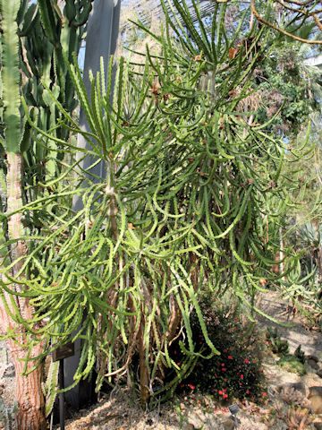 Euphorbia grandidens