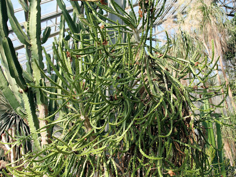 Euphorbia grandidens