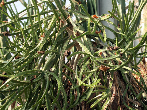 Euphorbia grandidens