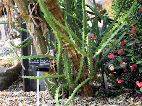Euphorbia grandidens