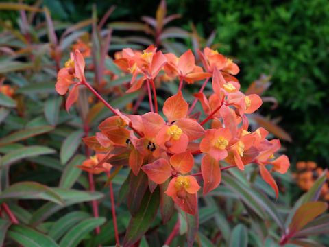 Euphorbia griffithii cv. Fireglow