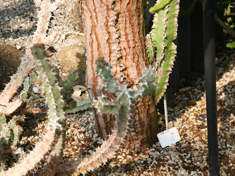 Euphorbia ingens