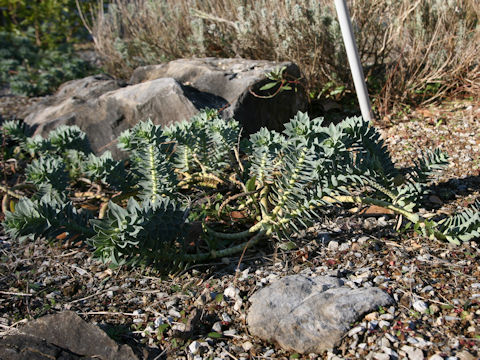 Euphorbia myrsinites