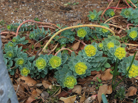 Euphorbia myrsinites