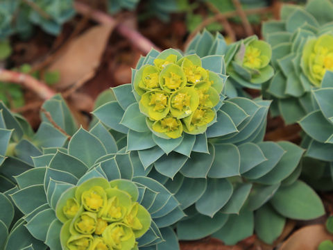 Euphorbia myrsinites