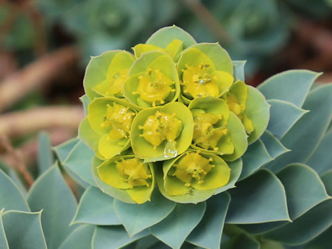 Euphorbia myrsinites