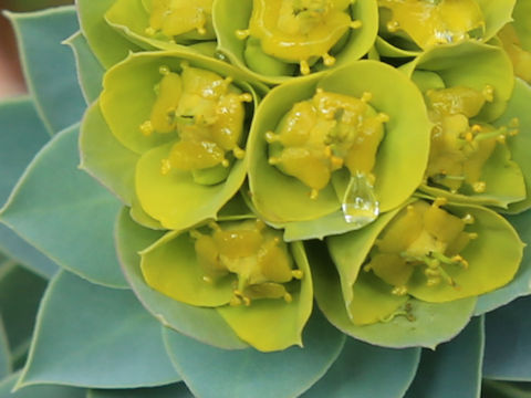 Euphorbia myrsinites