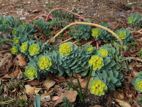 Euphorbia myrsinites