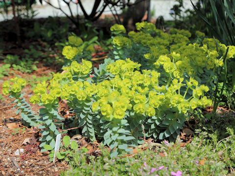 Euphorbia myrsinites