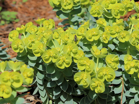 Euphorbia myrsinites