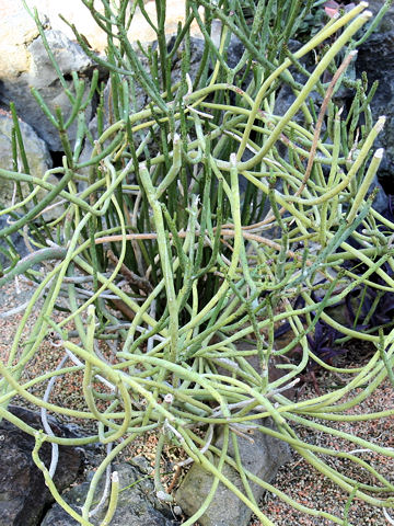 Euphorbia oncoclada