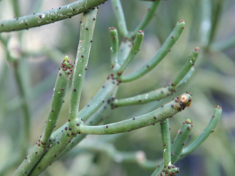Euphorbia oncoclada