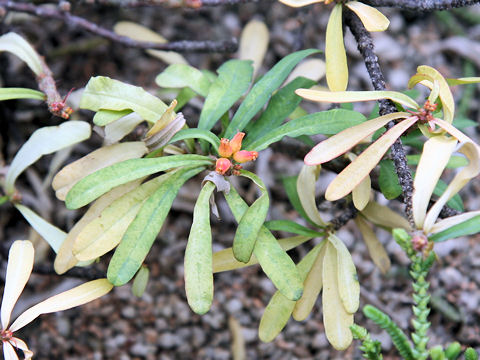 Euphorbia pedilanthoides