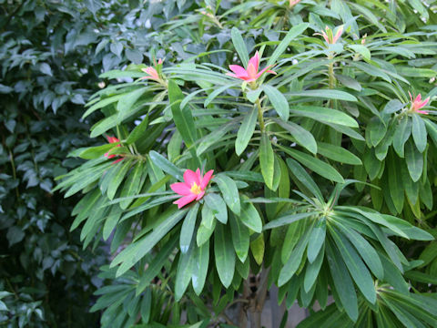 Euphorbia punicea