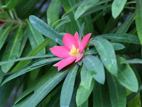 Euphorbia punicea