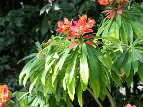 Euphorbia punicea