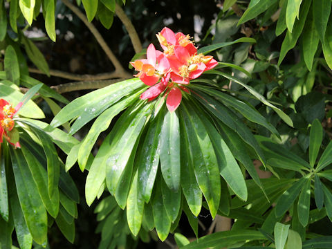 Euphorbia punicea