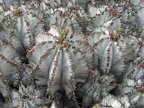 Euphorbia cv. Wundulate