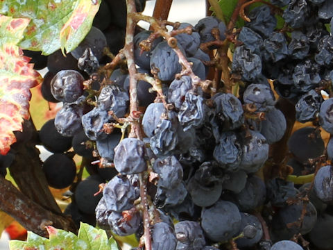 Vitis vinifera cv. Petit Verdot
