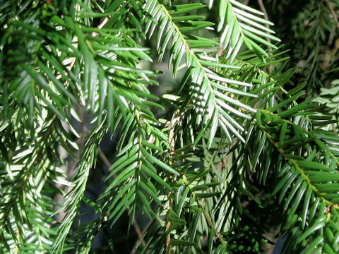 Taxus baccata