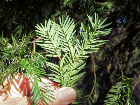 Taxus baccata