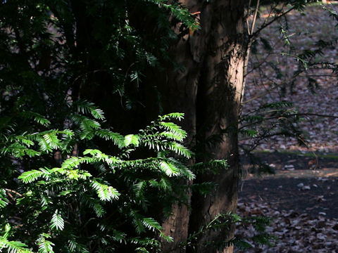 Taxus baccata