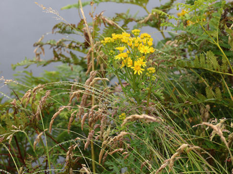 Senecio jacobaea