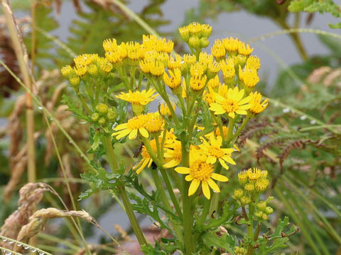 Senecio jacobaea
