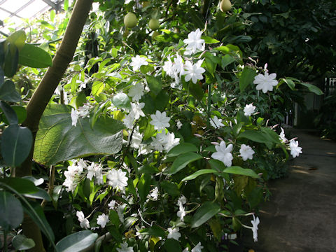 Jasminum rex