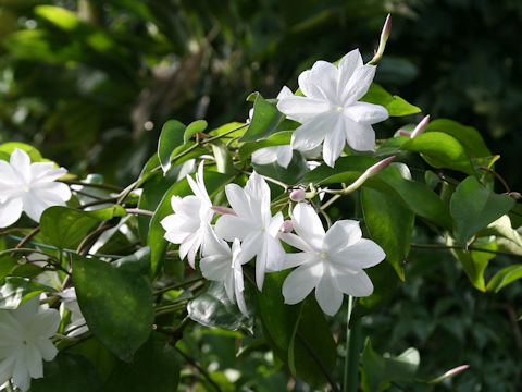 Jasminum rex