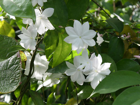 Jasminum rex