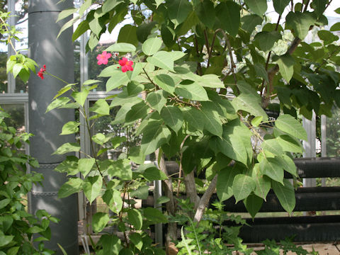 Jatropha integerrima