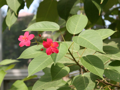 Jatropha integerrima