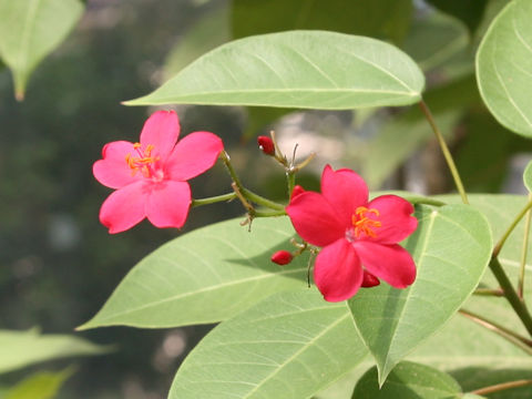 Jatropha integerrima