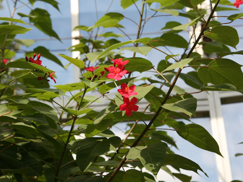 Jatropha integerrima