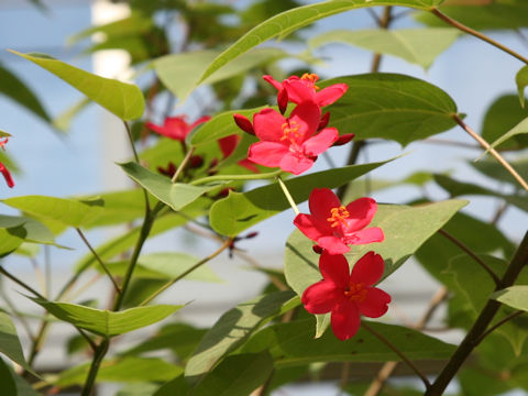 Jatropha integerrima