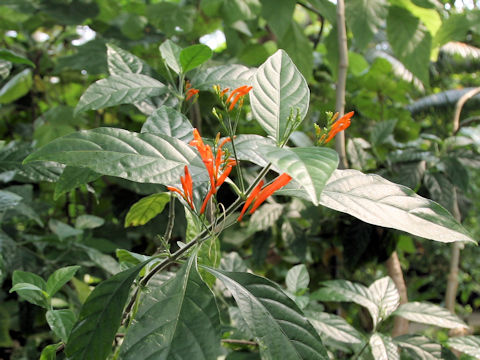 Justicia spicigera