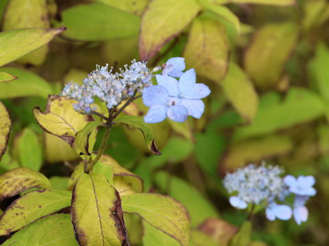 Hydrangea serrata